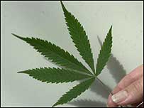 Cannabis