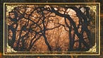 Spooky trees