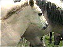Wild horse foal