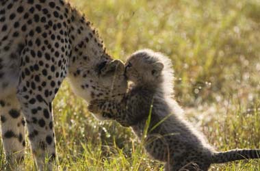 Toto the cheetah cub with his mother Toto the cheetah cub with his mother