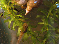 Tadpoles