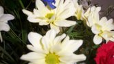 Floral culture... Floral culture...