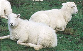 sheep