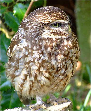 Tiny owl