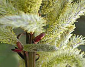s. sekka