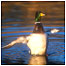 Mallard c/o London Wetlands