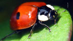Ladybird. Photo: Ian Forden