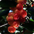 Cherries
