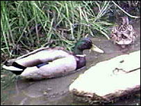 Ducks