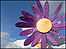 Flower at The Big Chill