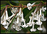 Osmanthus heterophyllus
