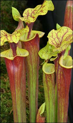 Unusual plants