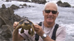 A loggerhead turtle on Gower by Simon Clapham