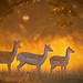Bradgate Deer-2