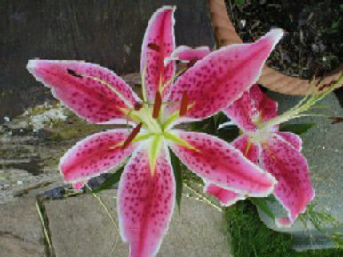 Lily