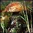 Toad stool
