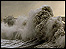 Heugh Breakwater
