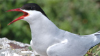 Artic tern by martin aaron
