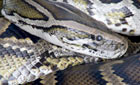 Snake