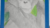 Chimp