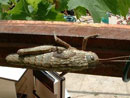 insect