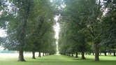 Morning trees...
