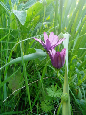 Weeds