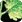 Red spider mite