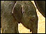 Twycross Zoo - Baby elephant 