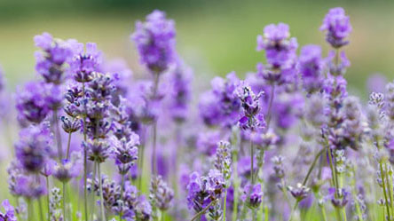 lavender fields