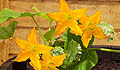 Get your Butternut Squash growing