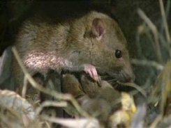 A brown rat