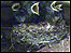 Swallow chicks in the nest