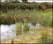 Pond