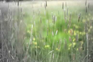 Grass