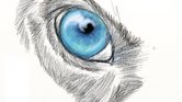 Wolf Eye Wolf Eye