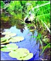 A watery wildlife haven