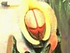 vervoid