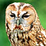 Country Estates Index (Image: Owl)