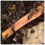 Wood Ant