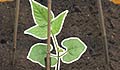 Grow your French bean