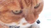 Tilly my cat...