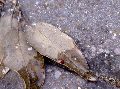 Ladybug
