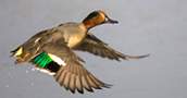 Teal, copyright owned by RSPB.