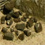 Volcanic rocka in the Skara Brae workshop