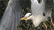 Heron in flight by Alan Crawshaw