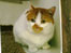 Hendrix the cat