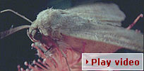 Play video - the moth and the lantern bug