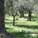 Garden of Gethsemane