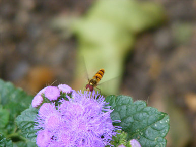 Hoverfly